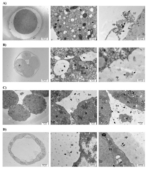 Dr. <a href="/FelipeVilella1/">Felipe Vilella</a>, Dr. Inmaculada Moreno and colleagues at <a href="/igenomix/">IGENOMIX</a> <a href="/incliva_iis/">INCLIVA</a> aimed to investigate extracellular vesicles production and secretion by preimplantation embryos and assess their DNA cargo. Find out their results: mdpi.com/2073-4425/11/2…