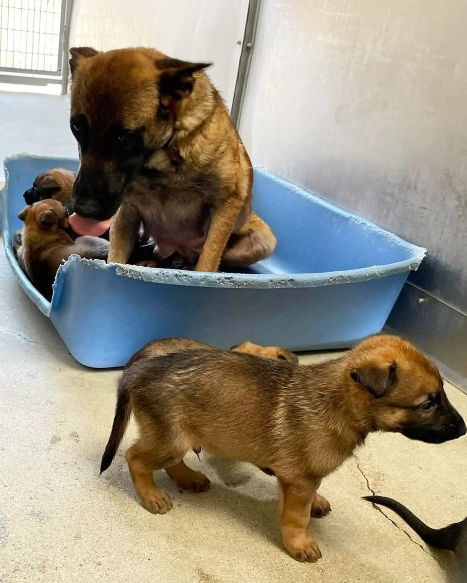 URGENT!🛑 MOM WITH 7 PUPPIES!🛑 RESCUE ONLY! RESCUE WILL PULL WTH A FOSTER OFFER CONTACT Lisa Korell 818-926-3566 - fill out application here spari.org/foster SNOW WHITE #A5481735 6 years old female FOSTERING IS FREE! #LosAngeles #california 💻: animalcare.lacounty.gov/view-our-anima…