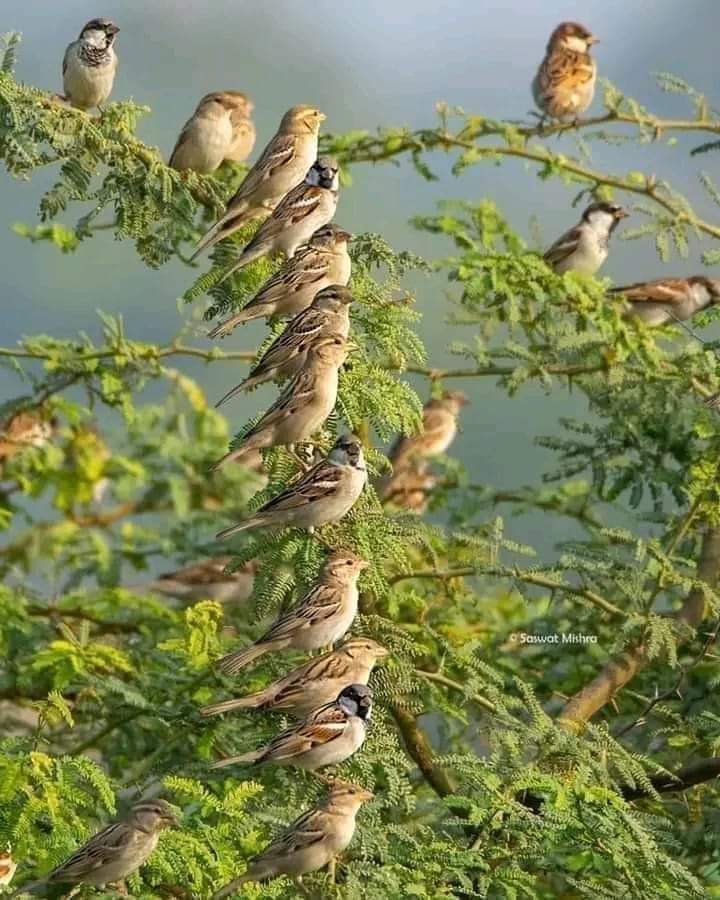 Urdu77's tweet photo. تھک گئے ہو؟ تَو تھکن چھوڑ کے جا سکتے ہو 
تم مجھے واقعۃً چھوڑ کے جا سکتے ہو

ہم درختوں کو کہاں آتا ہے ہجرت کرنا
تم پرندے ہو ' وطن چھوڑ کے جاسکتے ہوں

#اردو https://t.co/afCrZhGKfX