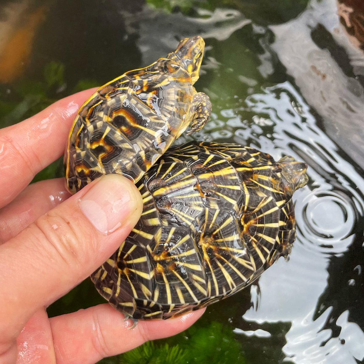 kamezo69247226's tweet image. またまた...
対照的なお食事の2匹。

バクバク何でも食べる方と、
偏食気味...な方、😅💦

合わせてくれると助かるんですけど、
まぁコレも楽しい！😊

#フロリダハコガメ
#アメハコ
#terrapene
#terrapenecarolinabauri