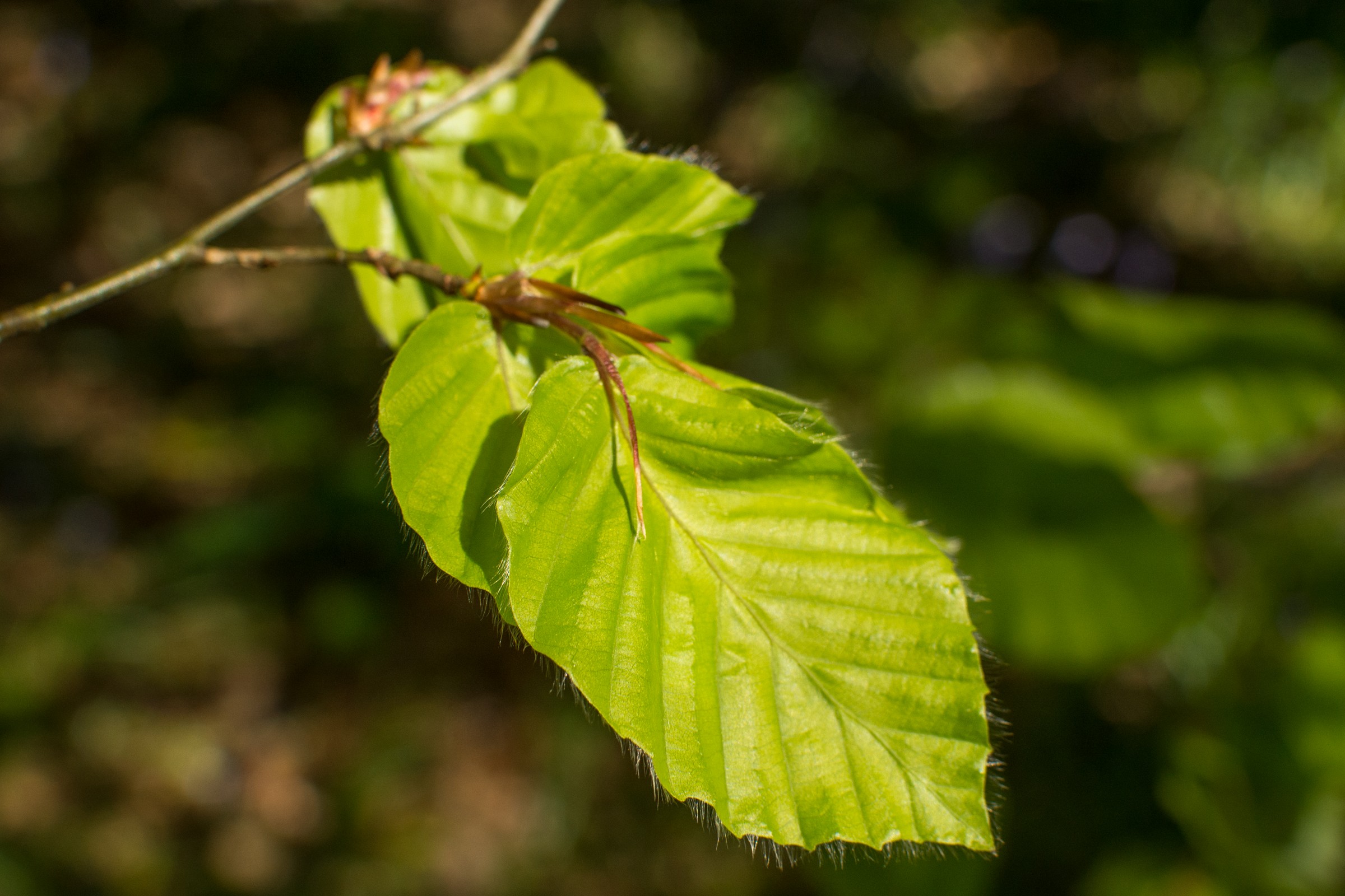 The Cultural Tutor on Twitter: "Have you ever walked through a park or