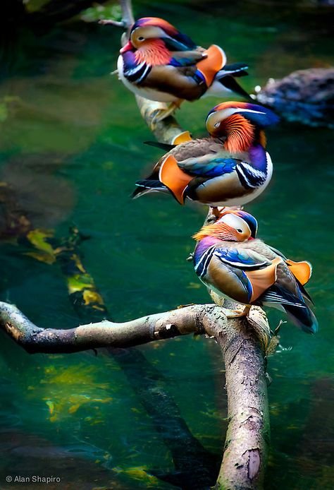 RT @jaingurug: #birdwatching #beautiful #photo #wednesdaythought #nature #wildlifephotography https://t.co/J5suttekZj