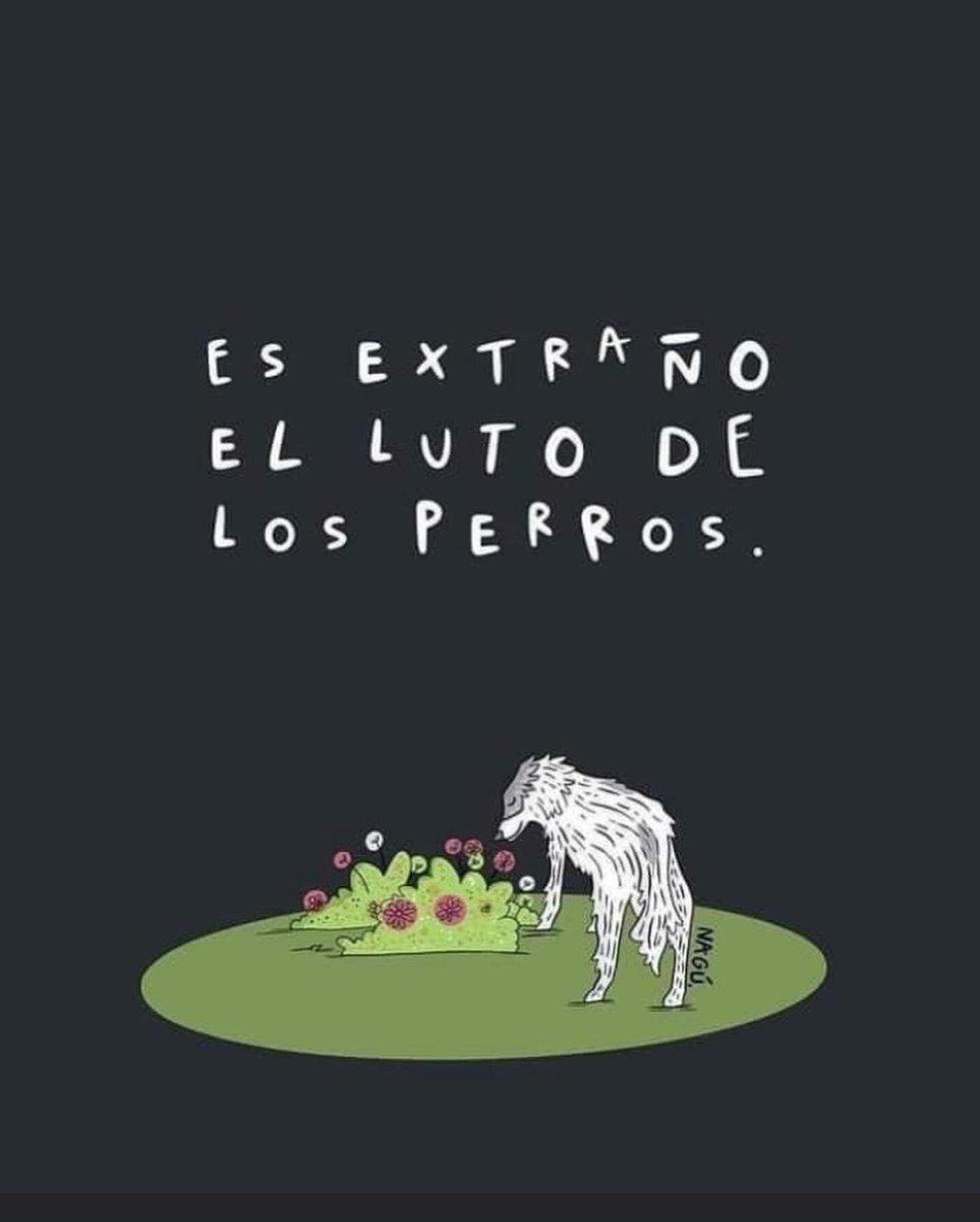primero_perro's tweet photo. Es extraño el luto de un perro♥️ https://t.co/2AJhZarorE