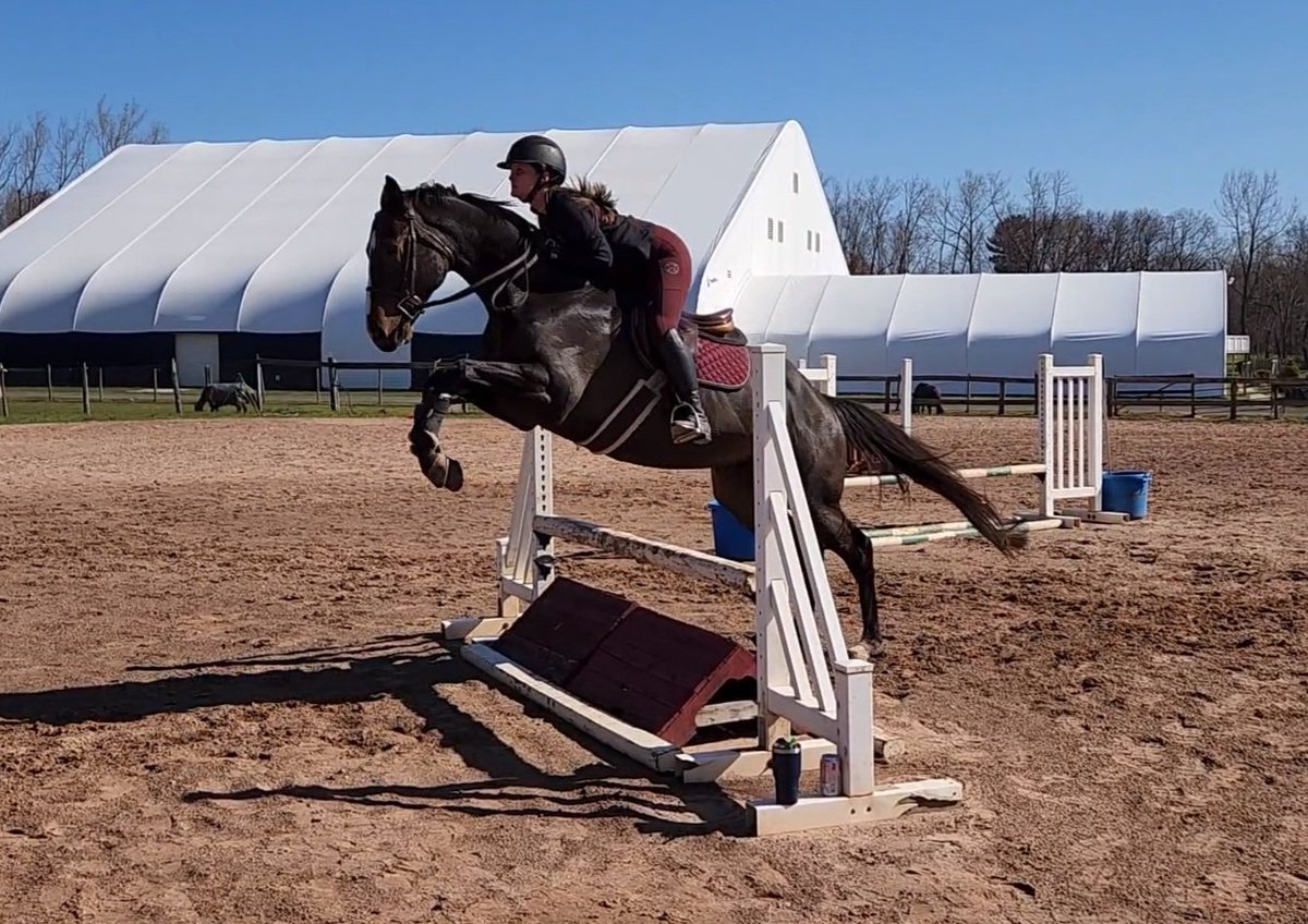 EGaskell4's tweet photo. @acacia_clement He is such a beauty!!!  Love him dearly!  He LOVES to jump!!!! https://t.co/uk2DntUuHV