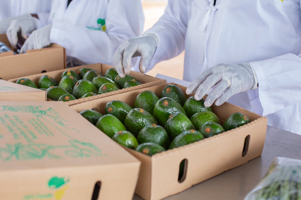 EcoAgriMedia's tweet photo. Meet @SakinaUsengima1 ,CEO and Founder of @AfrifoodsRw which is a horticulture export company of fresh foods. They export fresh Rwandan bird’s eye chili, avocado and other produce across the world. 
#YouthInAgriRw https://t.co/tx8TvbJGYb