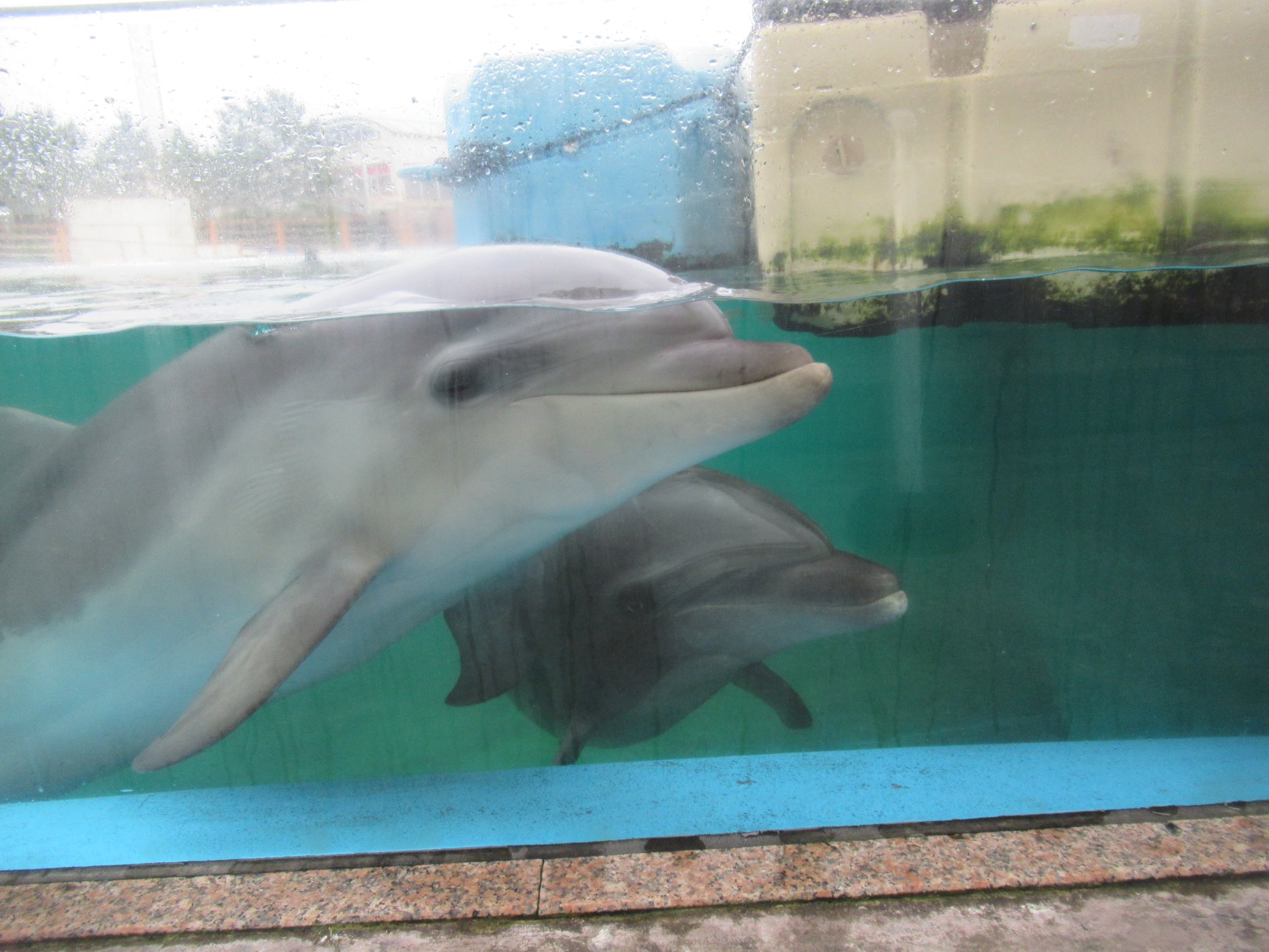 後払い手数料無料】 海のフェスティバル〜イルカを添えて アート/写真