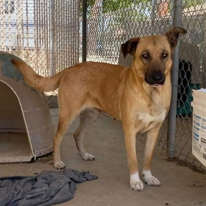 AT RISK OF EUTHANASIA🆘OFFER TO FOSTER! FOSTERING IS FREE! #LosAngeles #California! Save His Life! Share, TAG RESCUE🙏 MESA #A5476601 2 years old female🌺 SHY AND TIMID. ADULTS (REQ), CALM DOGS OK! LANCASTER. CALL: (661)9404191 CLICK HERE TO ADOPT 👇 animalcare.lacounty.gov/view-our-anima…