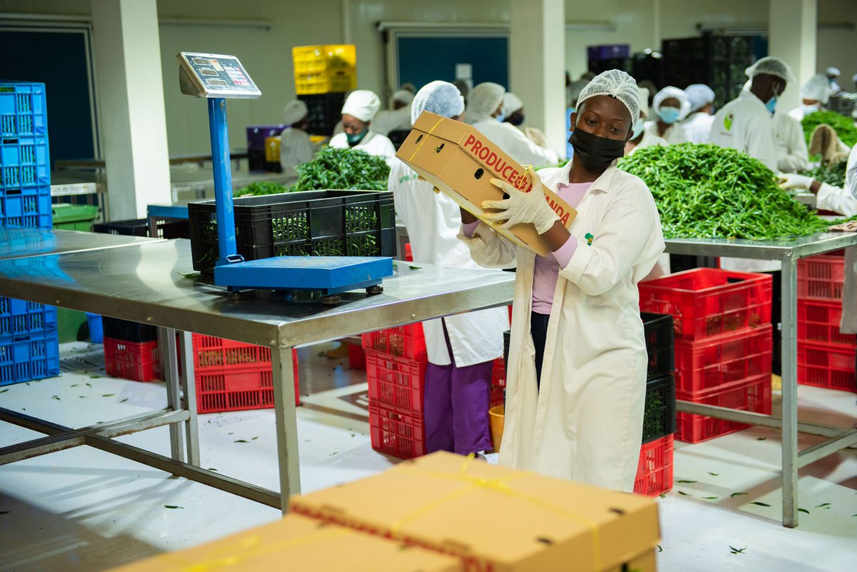 EcoAgriMedia's tweet photo. Meet @SakinaUsengima1 ,CEO and Founder of @AfrifoodsRw which is a horticulture export company of fresh foods. They export fresh Rwandan bird’s eye chili, avocado and other produce across the world. 
#YouthInAgriRw https://t.co/tx8TvbJGYb