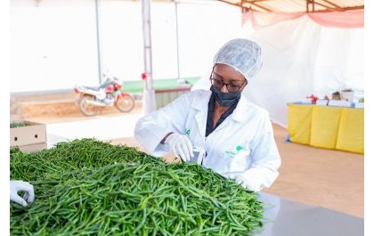 EcoAgriMedia's tweet photo. Meet @SakinaUsengima1 ,CEO and Founder of @AfrifoodsRw which is a horticulture export company of fresh foods. They export fresh Rwandan bird’s eye chili, avocado and other produce across the world. 
#YouthInAgriRw https://t.co/tx8TvbJGYb