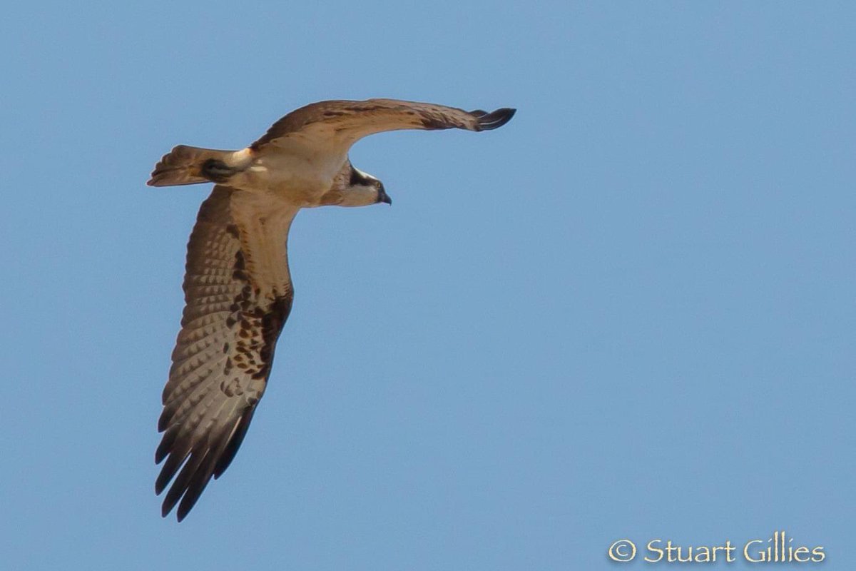 vikingoptical's tweet photo. Pride doesn’t really cover the feeling to be able to support @C_no_borders & the amazing @sachadench as optics partner on the epic expedition to follow the migration of iconic Osprey!🌍💚 Spare 3 mins? Please watch https://t.co/zzO0T4Zw1P #osprey #conservationwithoutborders https://t.co/O1yOP98GDY
