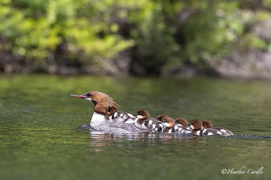 heathercards's tweet photo. #ChickPicotheDay (Day 3,857)
Mother Nature's sweetest little water taxi and it's cute little passengers.
#MotherMerganser #MerganserDucklings #Ducklings #HastingsCounty #Septuplets #Gorgeous #Familia #HeatherCardlePhotographer #watertaxi #uberdriver https://t.co/MFYOcMpfcy