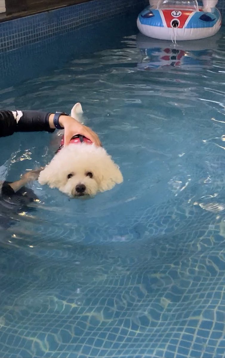2022 swimming -Ban #bichonfrise #dogsoftwitter #比熊