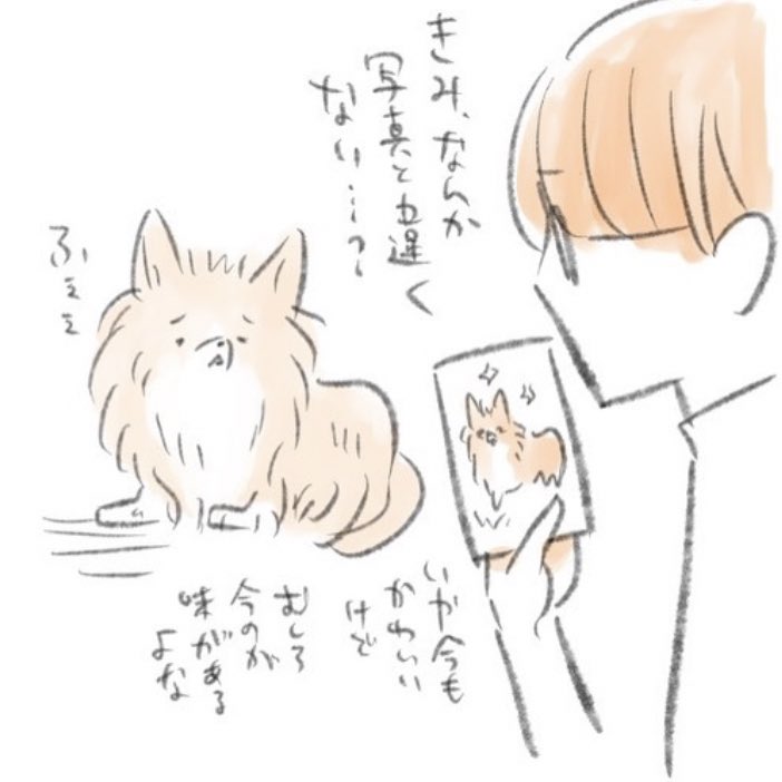 君なんか写真と違くない?のイッヌ
老犬になったらなぜか目がちっさくなった…
#秘密結社老犬倶楽部
#秘密結社老犬俱楽部天国支部