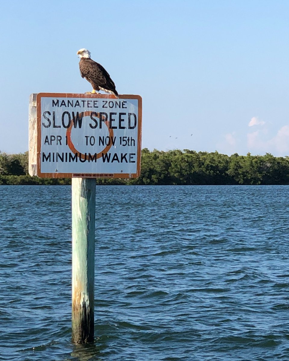 PortSanibel's tweet photo. Keep watch for Manatee Zones and slow down! #PortSanibelMarina #Sanibel #BoatRentals #Boating #PortSanibel #Fishingcharters #SWFLBoating https://t.co/APtS4Mxcg5