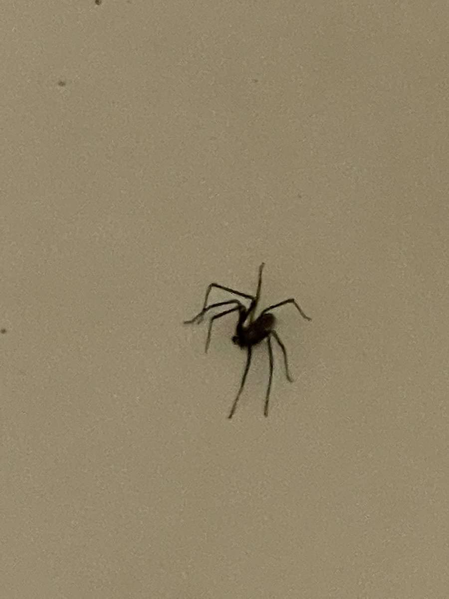 lindsrnorris's tweet photo. @RecluseOrNot Wichita, KS eww https://t.co/GojW0qhhct