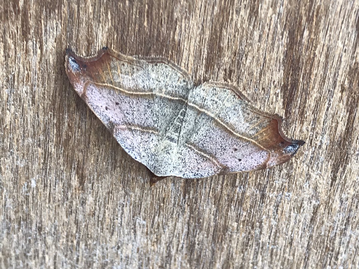 alrewas birder tweet media