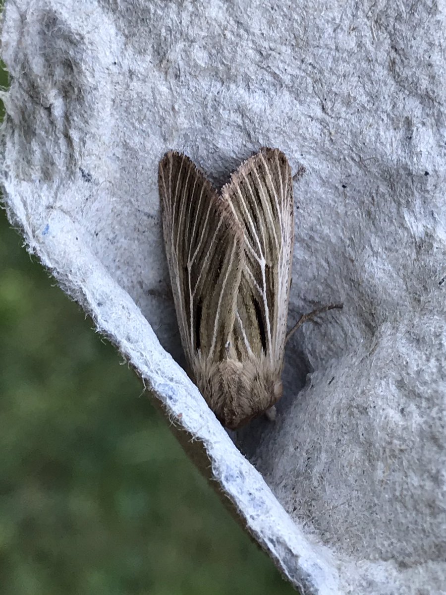 alrewas birder tweet media