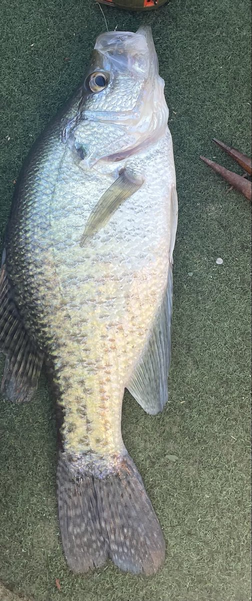 2lb Crappie!!