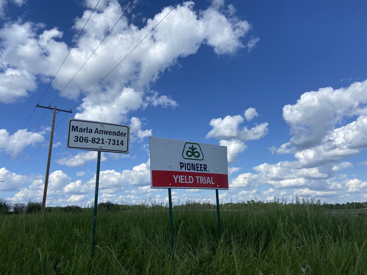 MarlaAnwender's tweet image. Roundup Ready PKPs are looking amazing. Moisture is perfect!  Official plant counts and survivability will be calculated after herbicide. #45H42 #44H44 #45CM39 #45H37 #lloydminsterarea #lonerock @PioneerSeedsCA