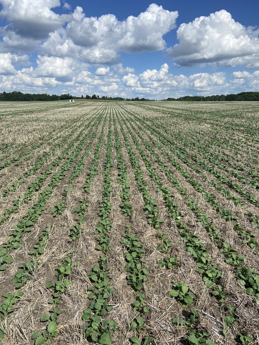 MarlaAnwender's tweet image. Roundup Ready PKPs are looking amazing. Moisture is perfect!  Official plant counts and survivability will be calculated after herbicide. #45H42 #44H44 #45CM39 #45H37 #lloydminsterarea #lonerock @PioneerSeedsCA