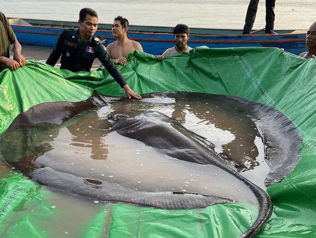 Rich in culture, rich in nature! 🇰🇭 The world biggest freshwater stingray was just found in Cambodia!💪
