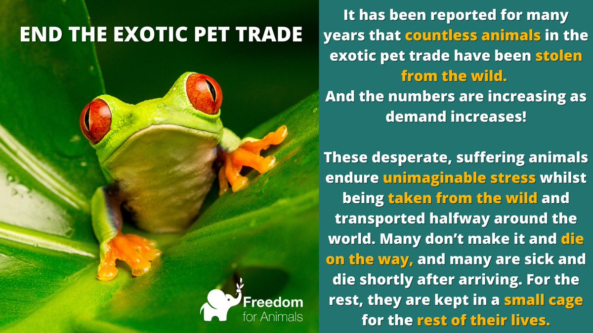 freeanimalsuk's tweet photo. Today is World Rainforest Day and we are using this to discuss the dark world of the pet trade ๐ธ๐๐๐ฆ
โ
Help us to spread awareness of this horrendous trade in animals lives!
https://t.co/A4elltuAE0
โ
โ#AnimalRights #EndCaptivity #NoMoreSuffering https://t.co/UgV0f5O4ri