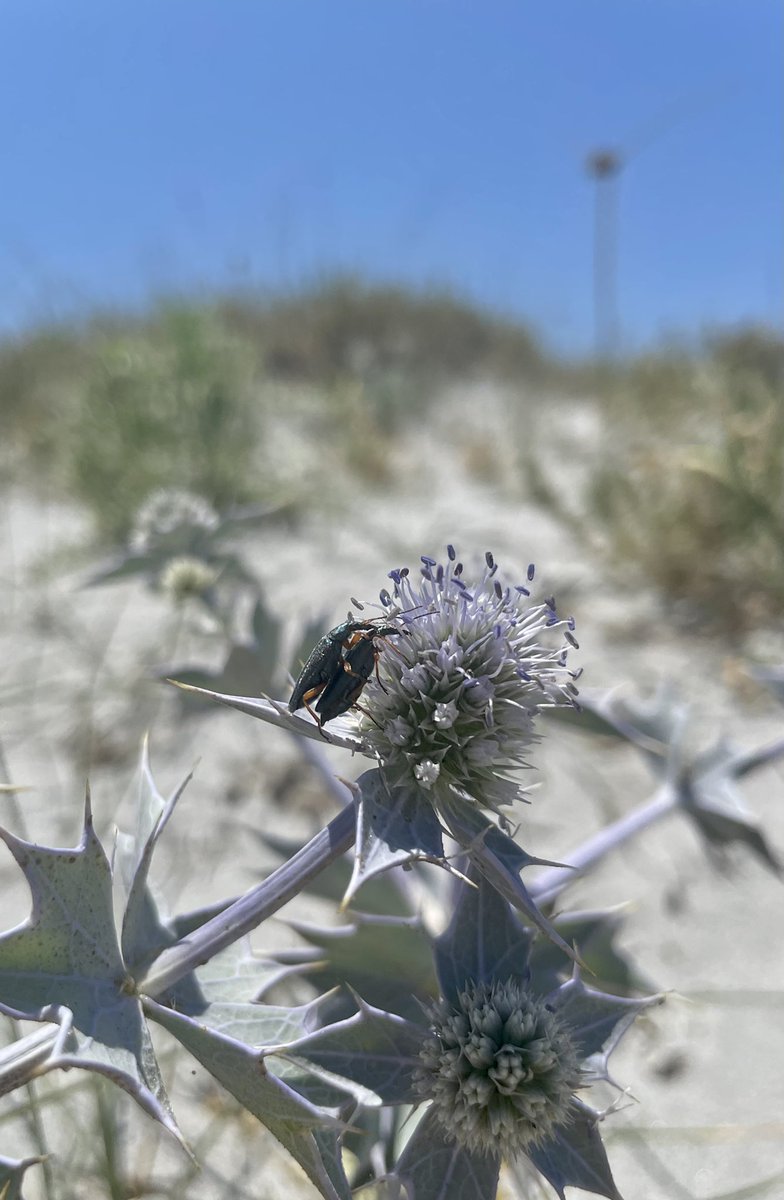 ale_riccieri's tweet photo. Five days of hard work on field around Sardinia and Corsica looking for the #blisterbeetle Mylabris variabilis and the #falseblisterbeetle Stenostoma rostratum. 🪲 https://t.co/eMfymG3bBG