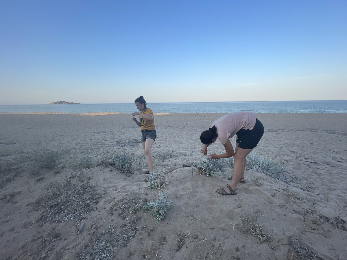 ale_riccieri's tweet photo. Five days of hard work on field around Sardinia and Corsica looking for the #blisterbeetle Mylabris variabilis and the #falseblisterbeetle Stenostoma rostratum. 🪲 https://t.co/eMfymG3bBG