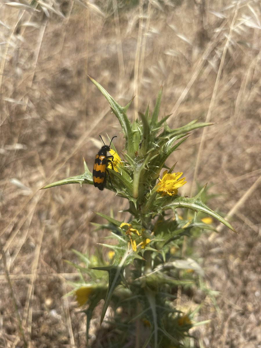 ale_riccieri's tweet photo. Five days of hard work on field around Sardinia and Corsica looking for the #blisterbeetle Mylabris variabilis and the #falseblisterbeetle Stenostoma rostratum. 🪲 https://t.co/eMfymG3bBG