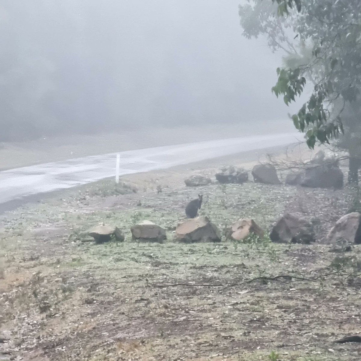 keralavarma's tweet photo. #Dusk #Drive through #mtdisappointment #mountdissappointment #stateforestvictoria in #fog
#Traditional land part of #Kulin nation.
Land looked after by #Wurundjeri tribe in South and #Taungurung tribe in North.
1/2 https://t.co/0mMj3eOJ7C