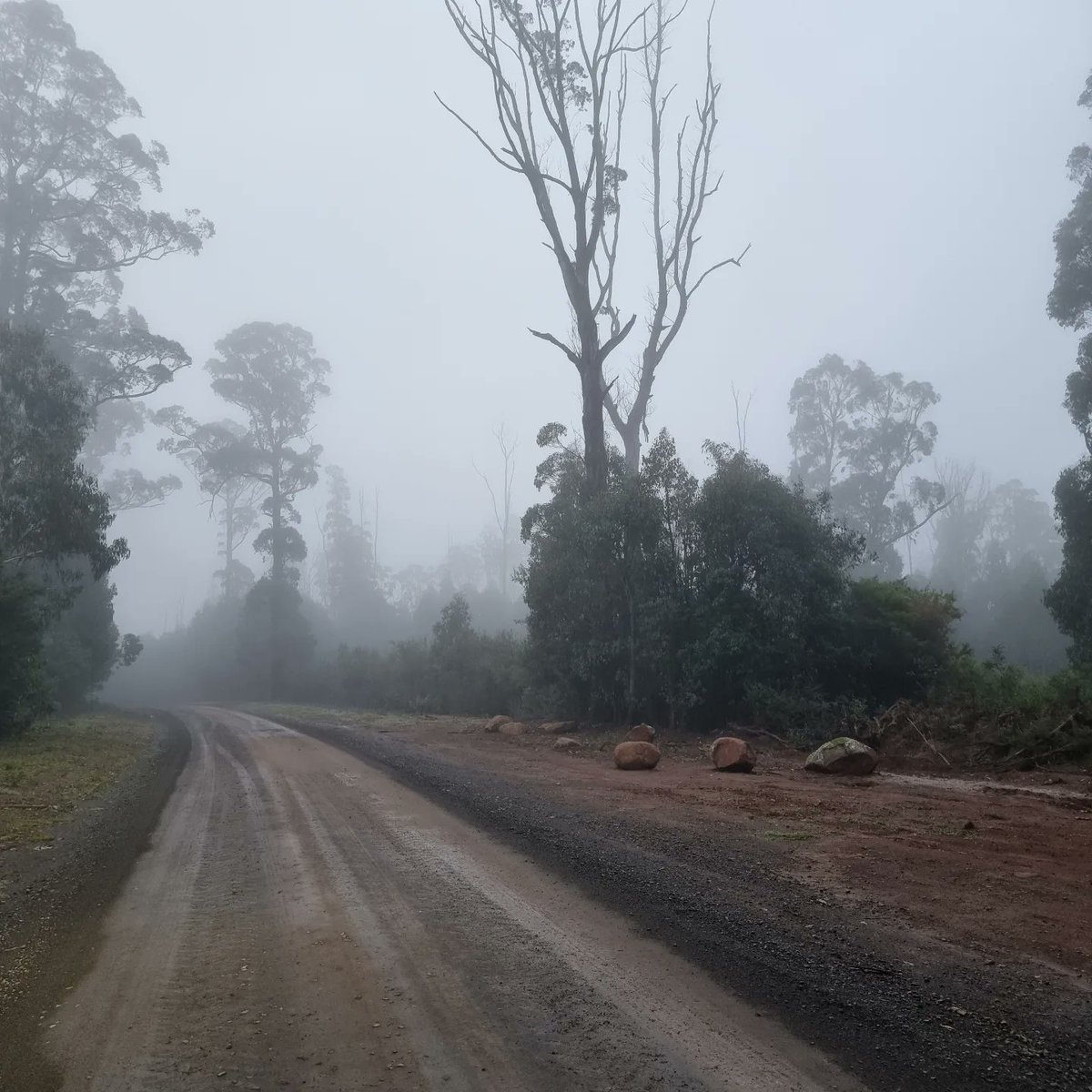 keralavarma's tweet photo. #Dusk #Drive through #mtdisappointment #mountdissappointment #stateforestvictoria in #fog
#Traditional land part of #Kulin nation.
Land looked after by #Wurundjeri tribe in South and #Taungurung tribe in North.
1/2 https://t.co/0mMj3eOJ7C