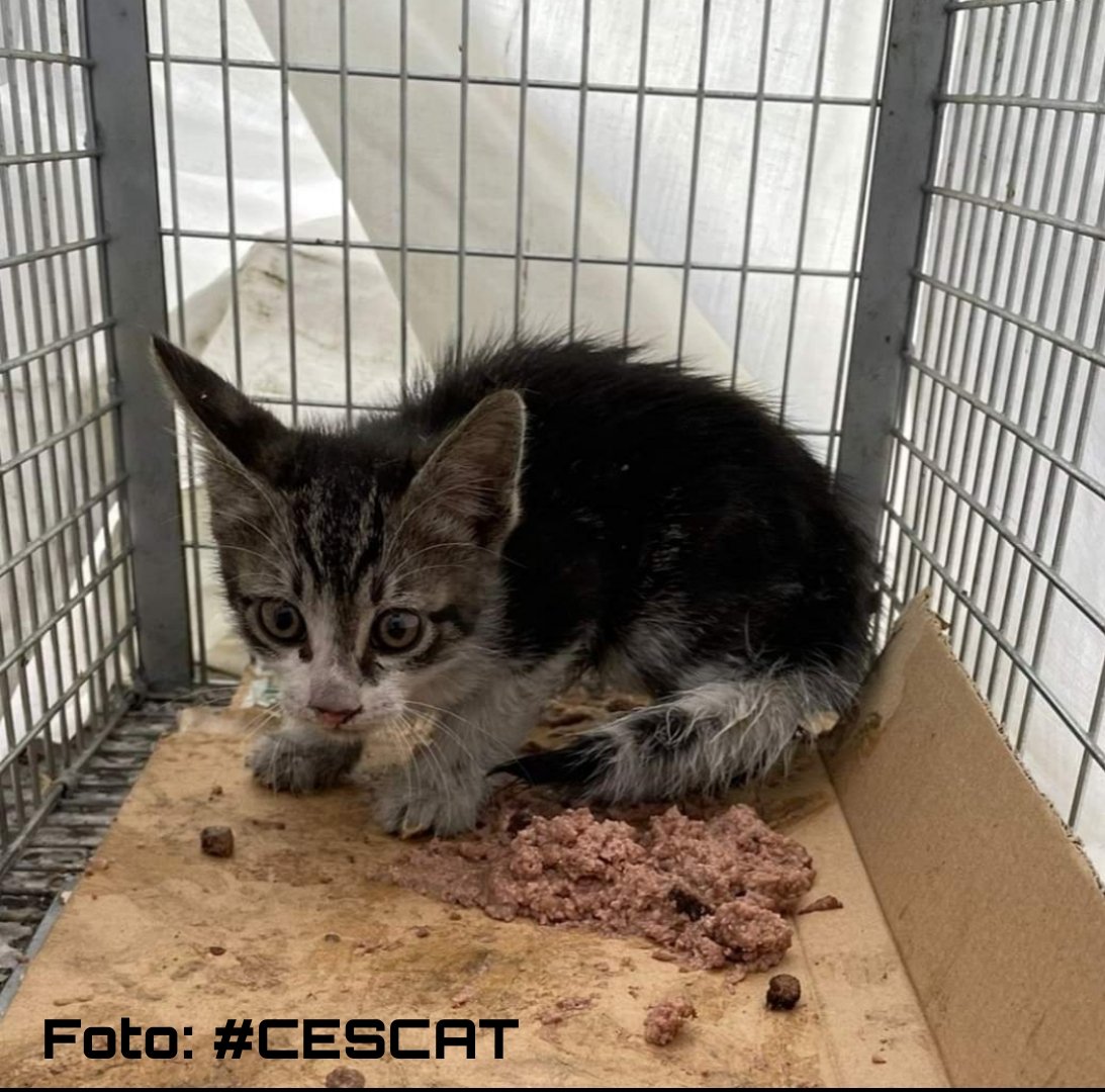 PoliciaLocalSFH's tweet photo. 🔵🔵🔵
‼️AUXILIO ANIMALES‼️
🗓21J
#TurnoMañana
✔️Nuestr@s 👮🏽♂️🚔👮🏽♀️colaboraban con #APAME y #CESCAT en el rescate de este cachorro de "Gatete" 🐱 del interior del motor de un 🚘.
✔️Si quieres saber más del rescate te dejamos el post de #CESCAT
👇🏽👇🏽
https://t.co/rAks1HYXmK
#PLSFH https://t.co/Z2ENO9kCjJ