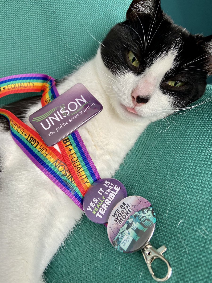 CuteCritically's tweet photo. Iβm not on the physical picket line today (pollen confirmed union buster) so please accept some feline morale support instead @UoLUnison #uolstrike https://t.co/e3oo5r1YCz