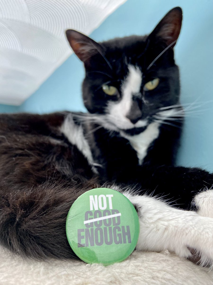 CuteCritically's tweet photo. Iβm not on the physical picket line today (pollen confirmed union buster) so please accept some feline morale support instead @UoLUnison #uolstrike https://t.co/e3oo5r1YCz