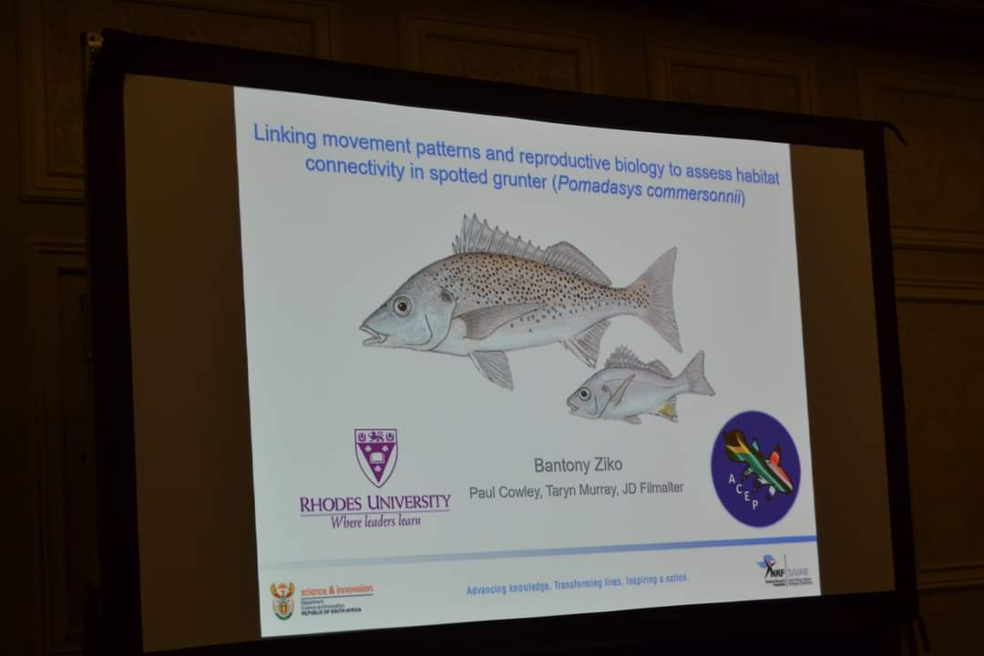 NRF-SAIAB PhD student Bantony Ziko presented 'Linking Movement Patterns and Reproductive Biology to Assess Habitat Connectivity in Spotted Grunter Pomadasys Commersonnii'. More updates and presentations will follow #samss2022 #marinescience #marineresearch