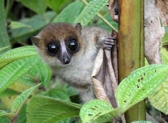 #WorldRainforestDay Photo,#WorldRainforestDay Photo by Money For Madagascar,Money For Madagascar on twitter tweets #WorldRainforestDay Photo