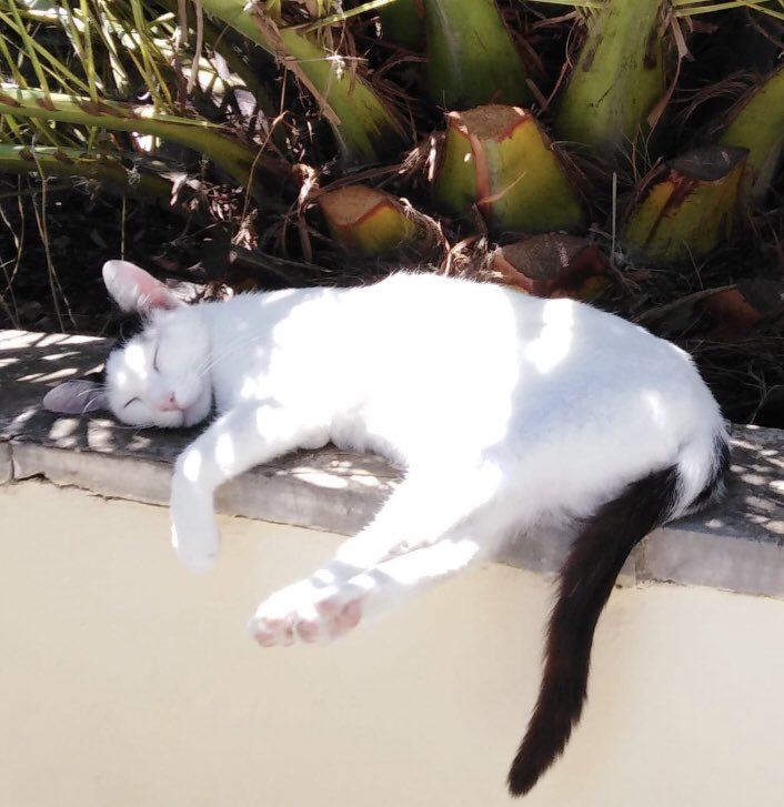 CorfuC's tweet photo. Snoozing under the palm trees, a cats gotta do what a cats gotta do #CatsOfTwitter #CatsOnTwitter https://t.co/qmKGvfyfdr