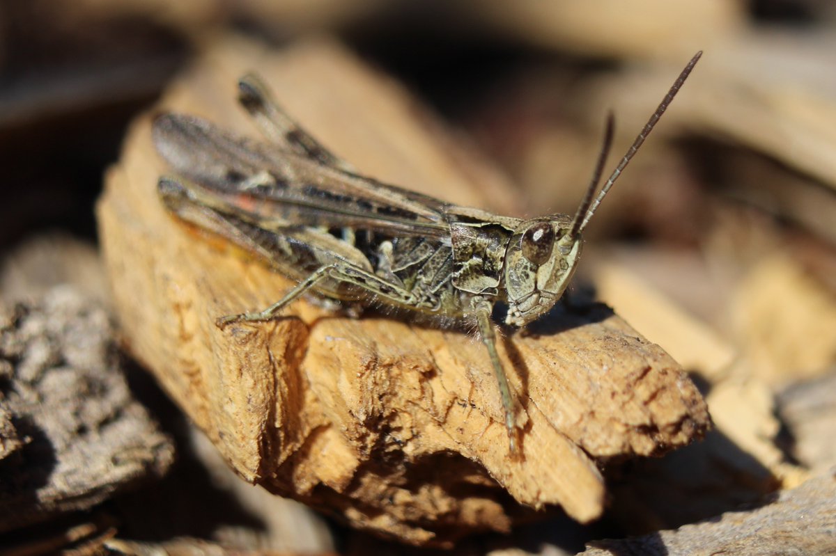 insectweek's tweet photo. #InsectWeek22 #Day3
Each day of #InsectWeek, we will ask the #question:
#WhatIsYourFavouriteInsect? ππππ¦
Tell us or tag us, include our #hashtags from this post & we may share on our other socials
The happy & humble #GrassHopper
πΈ Georgie Withington
#Hopper https://t.co/3juUDoDoT0