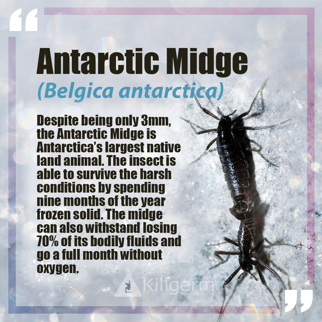 Killgerm's tweet photo. Let's get you over the midweek hump with our fact for Day Three of #InsectWeek ❄️ https://t.co/qk0iUm9DbA
