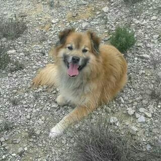 💔💔Como duele saber que ya no te veré más,que ya no me acompañaras por toda la casa,que ya no me avisaras cuando alguien viene ,que ya no me mirarás  con esa mirada de amor tan dulce,como duele,y cuanto te estoy echando de menos ya.....😭😭
👇👇