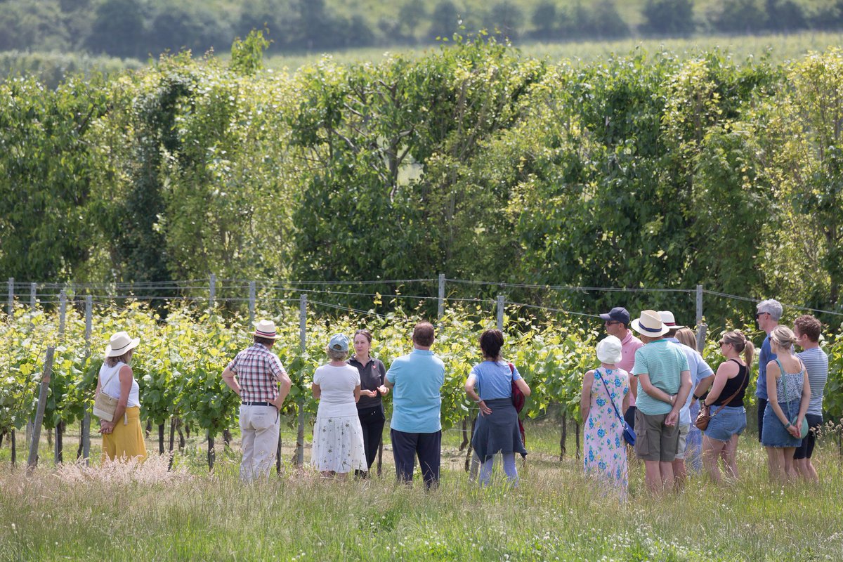 RathfinnyEstate's tweet image. Another beautiful day for a Vineyard tour and wine tasting. We’re running tours every day during #EnglishWineWeek and @chefcbailey is serving a special English Cheese Plate at The Hut. Come and explore: ow.ly/itPZ50JEmRZ