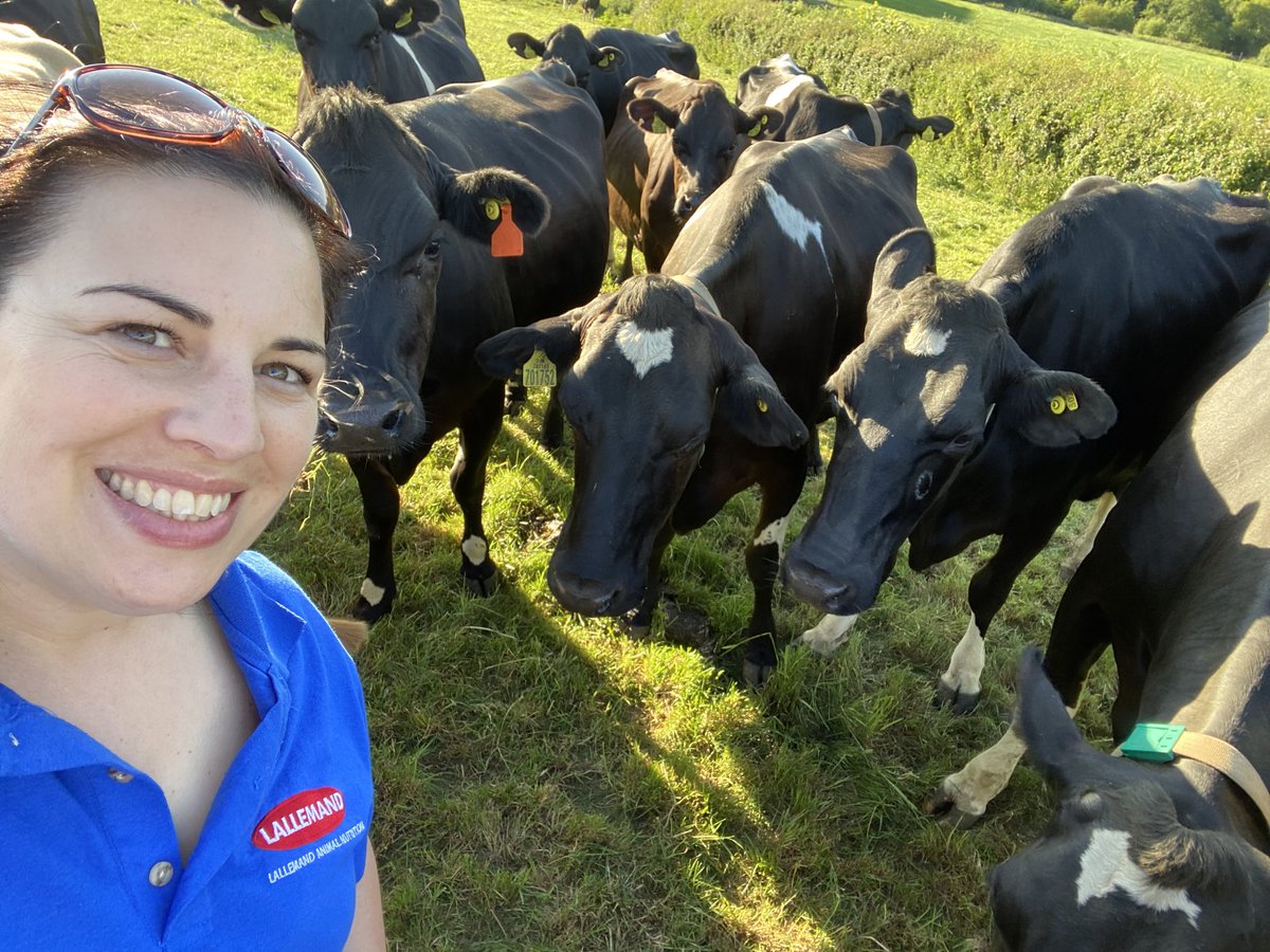 Longest day was a cracker 😎🐄🥛🏴󠁧󠁢󠁷󠁬󠁳󠁿👌 #teamdairy ⁦<a href="/LallemandAnimal/">Lallemand Animal Nutrition</a>⁩ #hirddyddhaf