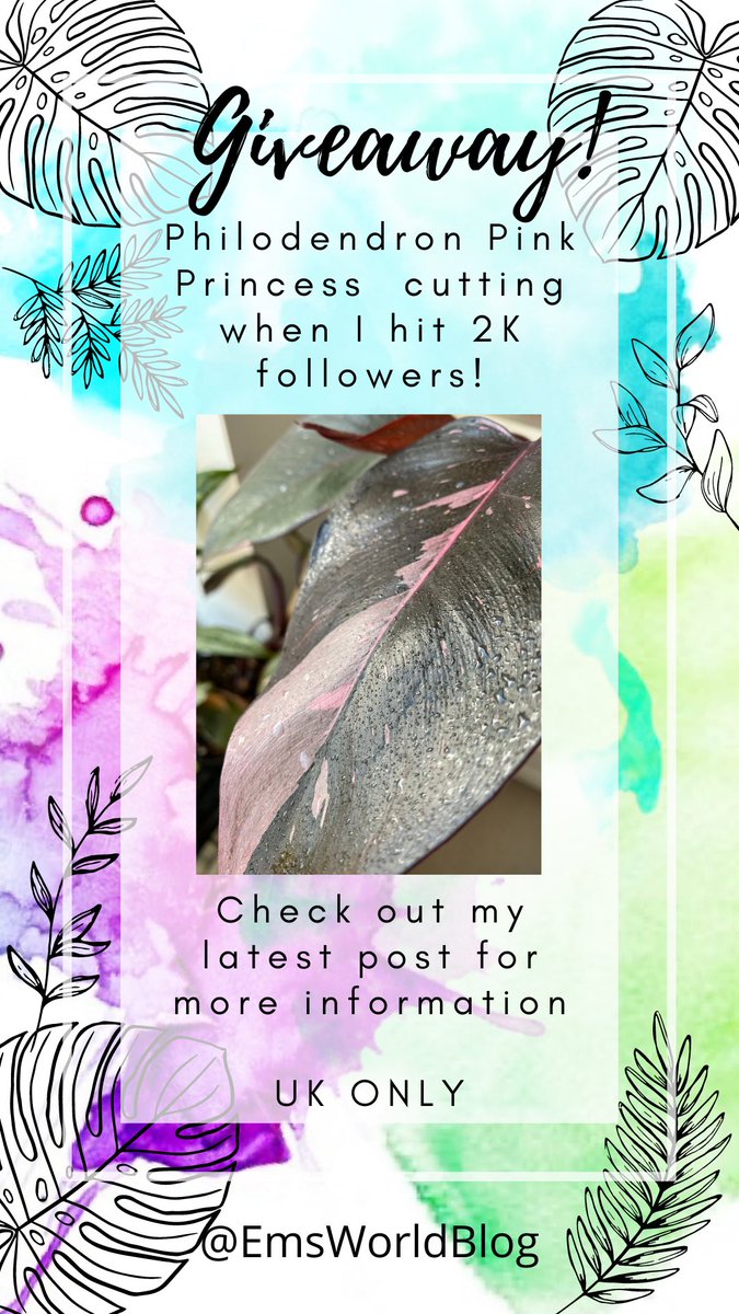 EmsWorldBlog's tweet image. Give away for a Philodendron Pink Princess cutting over on my Instagram!

#instagram #giveaway #PPP #plantgiveaway 

instagram.com/emsworldblog/?…