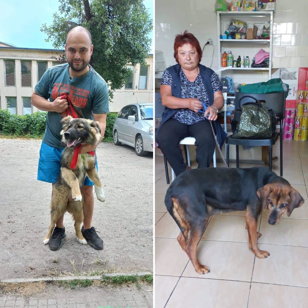 StreetHeartsBG's tweet photo. These four dogs from #Tryavna and #Dryanovo were neutered last week as part of our neutering campaign! If you’re a dog owner who lives in either of these areas, please call 087 827 0760 to have your dog neutered. It’s completely free! https://t.co/isEOF0Yo0J