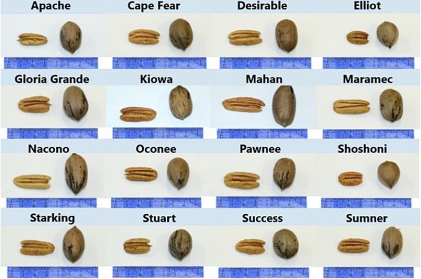 fibanez6's tweet photo. Primera publicación internacional mostrando las cualidades nutricionales de las nueces pecan producidas en Uruguay @INIALB @PECANuy @ClusterdelPecan @SobreCiencia @PECAN_REPORT @UAM_UY @FrontNutrition https://t.co/ILfTkvVNkW https://t.co/pFXVVao5cp