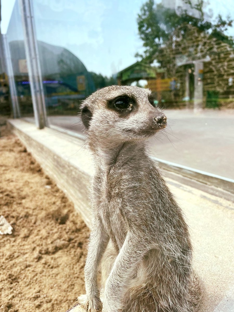 ☀️🧴 Your reminder to wear the SPF today ft. Charles 🧴☀️