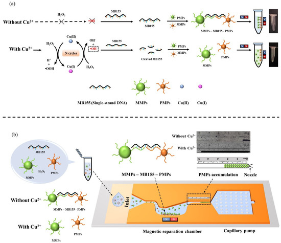 Biosensors_MDPI's tweet photo. #Article
📢 #Visual Quantitation of #Copper Ions Based on a Microfluidic Particle Dam Reflecting the Cu(II)-Catalyzed Oxidative Damage of DNA
Read more: https://t.co/fZTtPq0UZ3
#copperion
#Fentonreaction
#microfluidics
#visualdetection https://t.co/0klTIKkes8