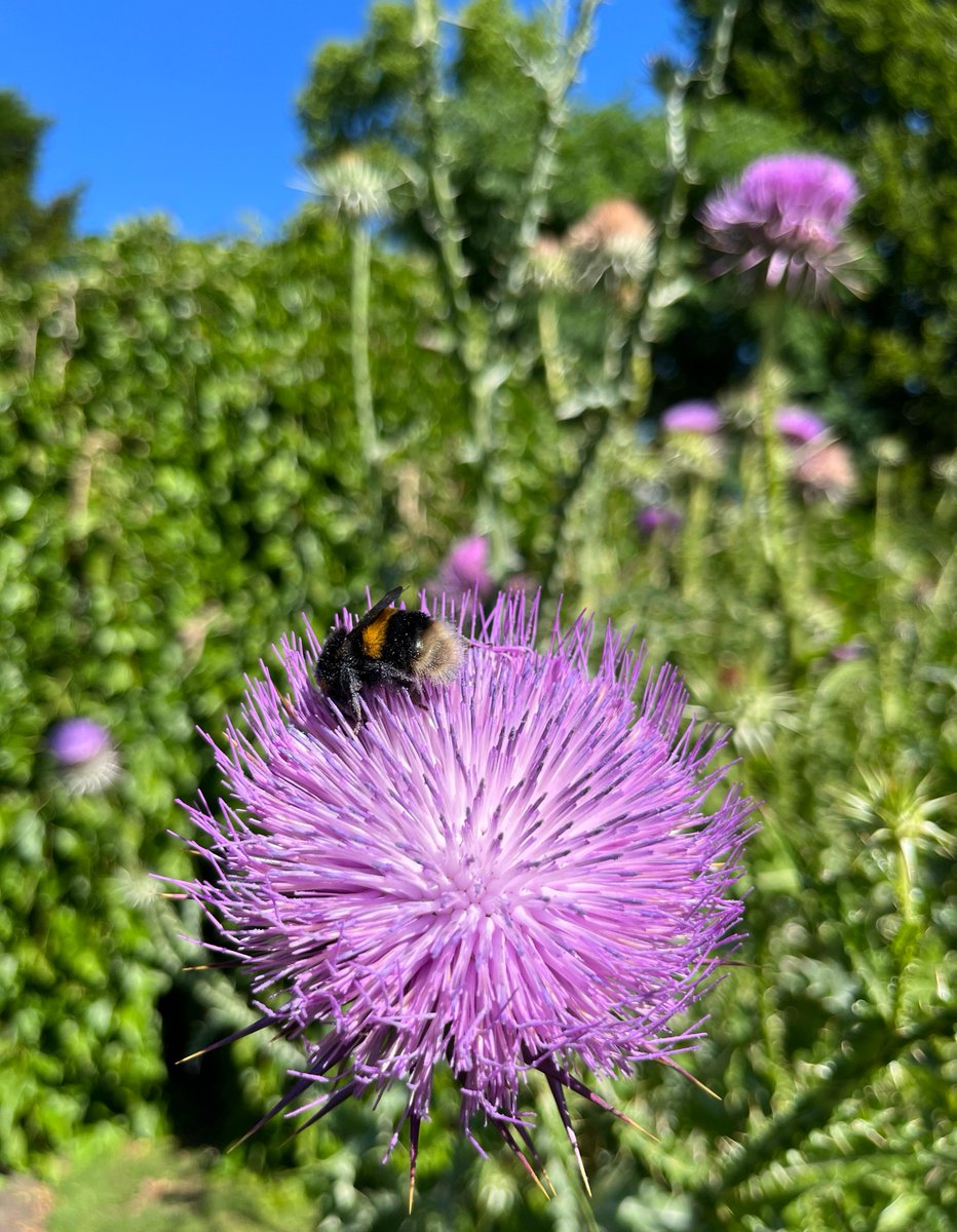 ChelsPhysicGdn's tweet photo. This bee has been spotted enjoying the pollen from a Cynara cardunculus, or cardoon. These cardoons are a member of the Asteraceae family and are growing with other plants in the same family in the Dicotyledon Order Beds.
#plants #bees #wildlife #natureinLondon https://t.co/T3kdhcoyry