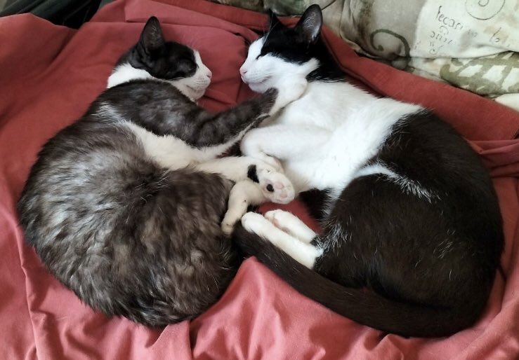 CorfuC's tweet photo. Come on Tash let’s have sweet dreams that we’re famous on Twitter and reach 1000 followers… 🐈‍⬛ 🐈‍⬛ 💤 #CatsOfTwitter #cats https://t.co/tND3yTMefb
