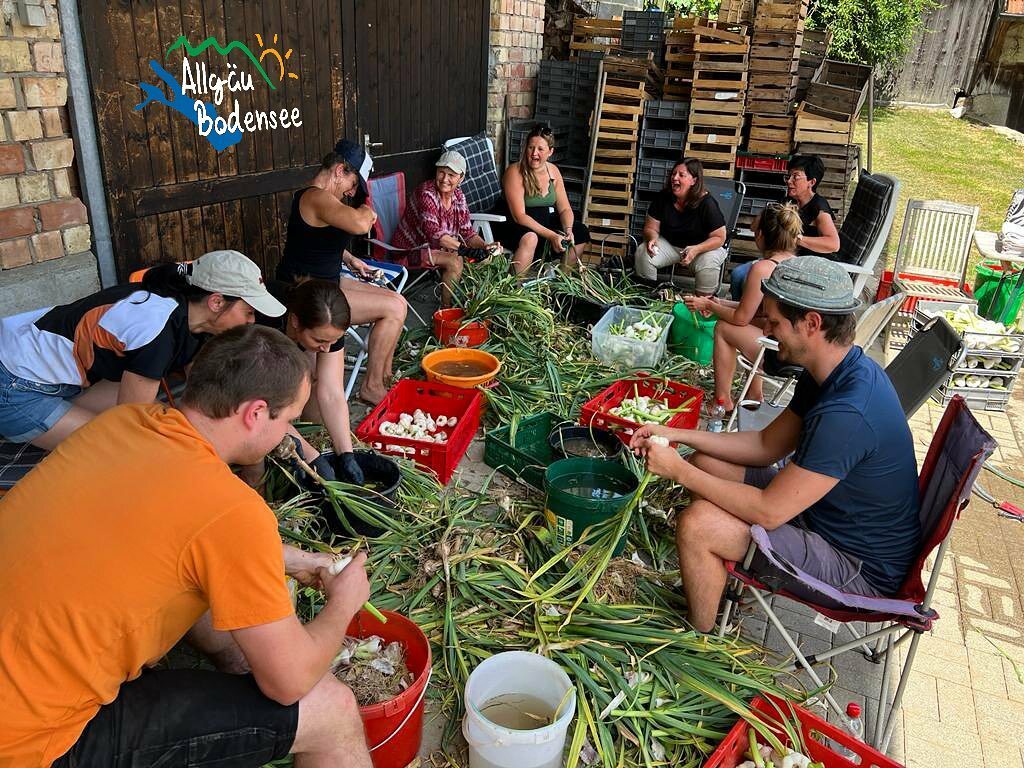 EdekaSeifert's tweet photo. Frischer Knoblauch 🧄 vom Muttelsee, bei Tettnang, direkt geliefert von der Familie Weyers 💛

#genialregional #allgäu #bodensee #edeka #edekaesslinger #wirliebenlebensmittel https://t.co/me13Z3O3rT https://t.co/9XIv2lL8ta